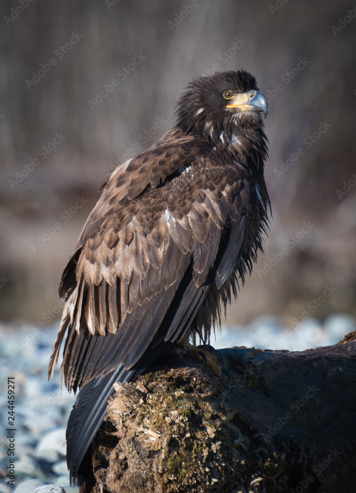 Fototapeta premium Young eagle portrait