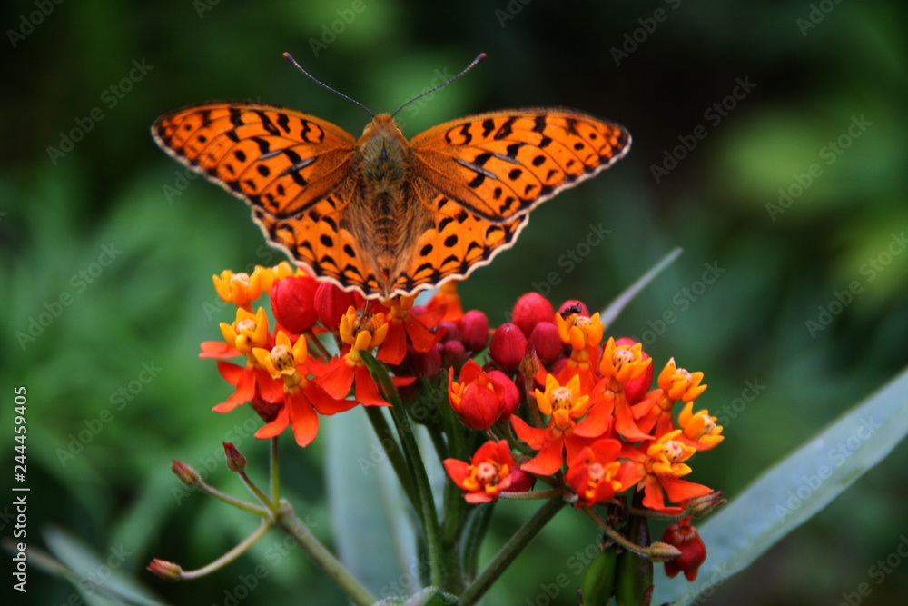 Butterfly Butterfly