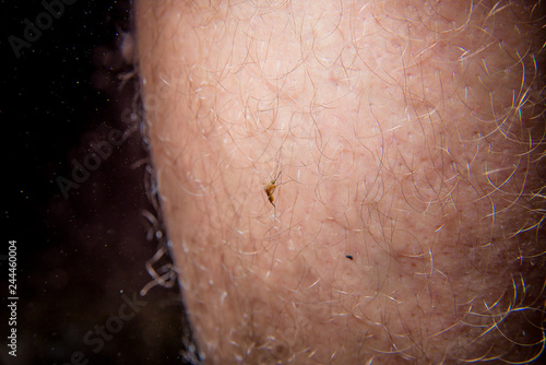 Mosquito on foot. Mosquito on leg. Little bloodsucking mosquito. Insect on the leg of a man. Common Mosquito, or Mosquito Piskun. Hairy leg. Two-winged insect, feeding on blood. photo