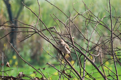Sparrow on the dry branches 