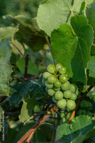Wallpaper Mural green grapes ripen in the sun. Unripe green grapes Torontodigital.ca