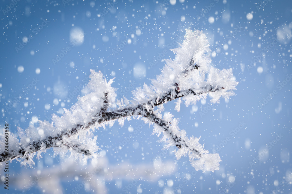 Ice crystals on a branch in the area and snowflakes on a background of the sky Ice crystals on a branch in the area and snowflakes on a background of the sky