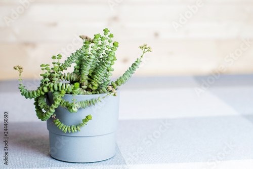 Green flower, Crassula Nealeana, succulent in a grey pot, home interior decoration concept, simple textile background, minimalism, side view, copyspace photo