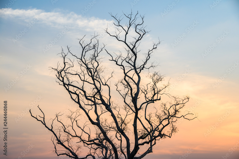 Single Dead dry branch tree on sunset