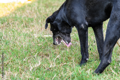 Photography Black domestic dog are vomit mucus.