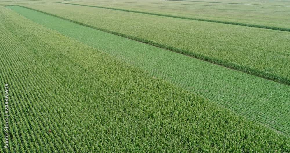 Drone flyover the maize and chinese cabbage field Drone flyover the maize and chinese cabbage field