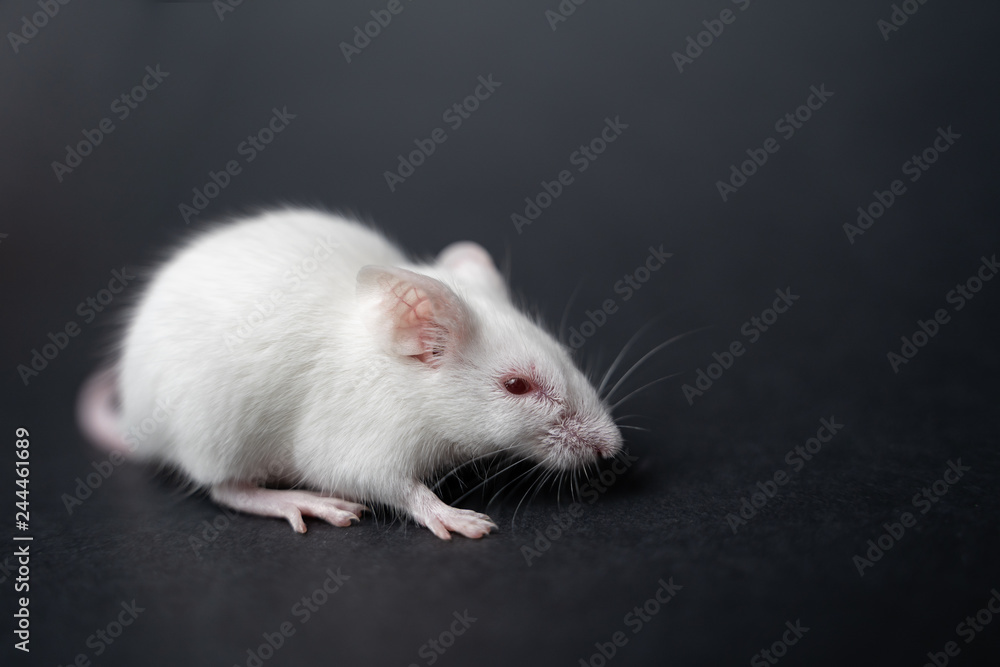 white laboratory rat isolated on grey background white laboratory rat isolated on grey background