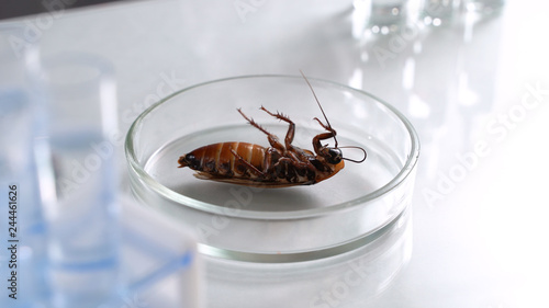 A huge dead cockroach lies in a petri dish. Scientist tests pesticides