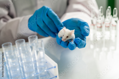 Scientist holding white laboratory mouse in hands