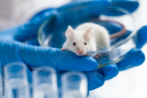 Scientist holding white laboratory mouse in hands