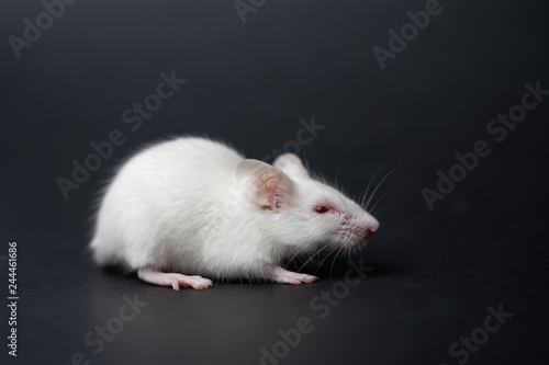 Experimental mice in science