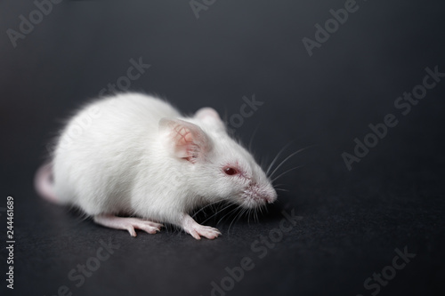 white laboratory rat isolated on grey background © filin174