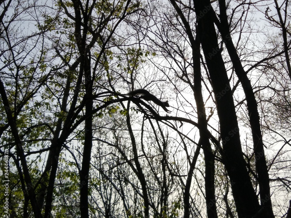 Obraz premium Squirrel in flight between branches