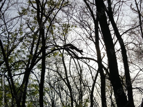 Squirrel in flight between branches