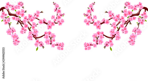 Sakura. Branches with purple flowers. Cherry blossoms is located on both sides. Inscription. Isolated on white background. Illustration