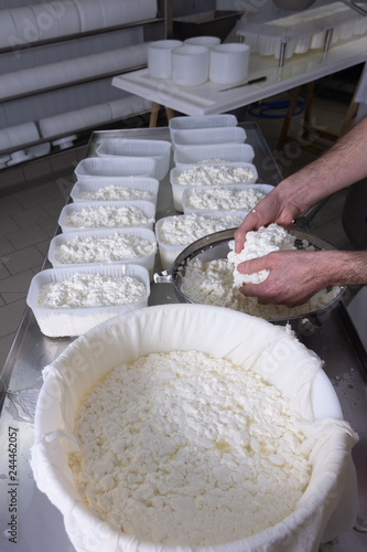 hands of master cheesemaker working the product