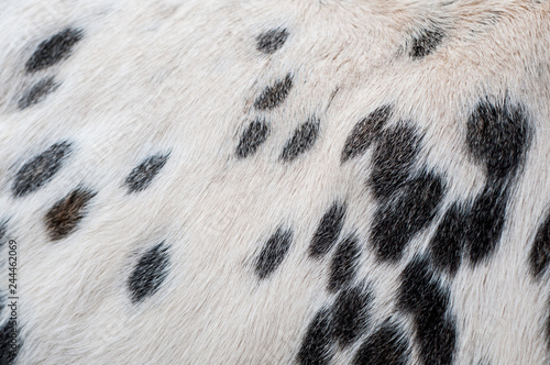 Cow skin pattern and texture 