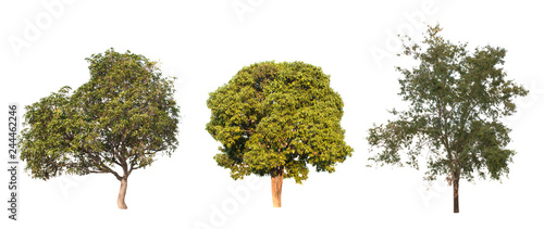 collection of tree in the garden isolated on white background