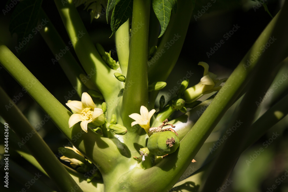 Fototapeta premium Small white Papaya tree flower