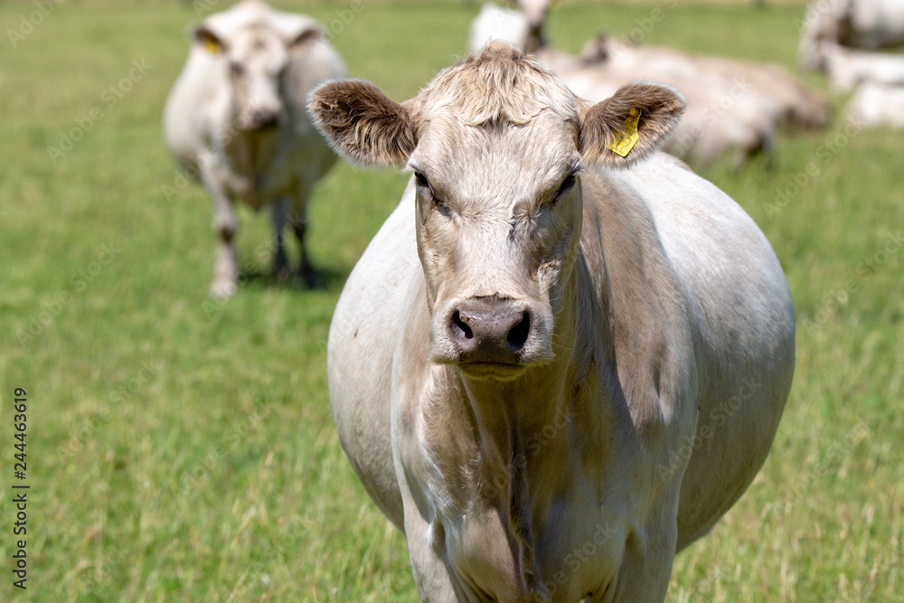 Curious white charolais cattle in a field in New Zealand