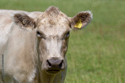 The face of a white charolais cow on a farm in New Zealand 