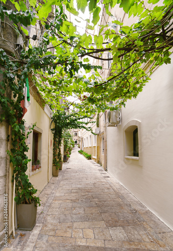 Fototapeta Naklejka Na Ścianę i Meble -  street covered by grape leaves, Corfu, Greece