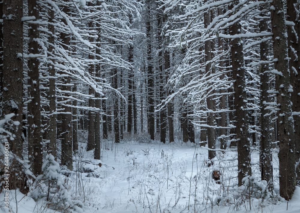 Fototapeta premium winter coniferous forest