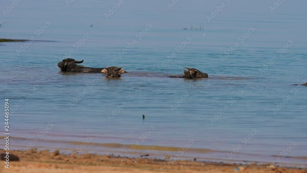 Water buffalo in the river