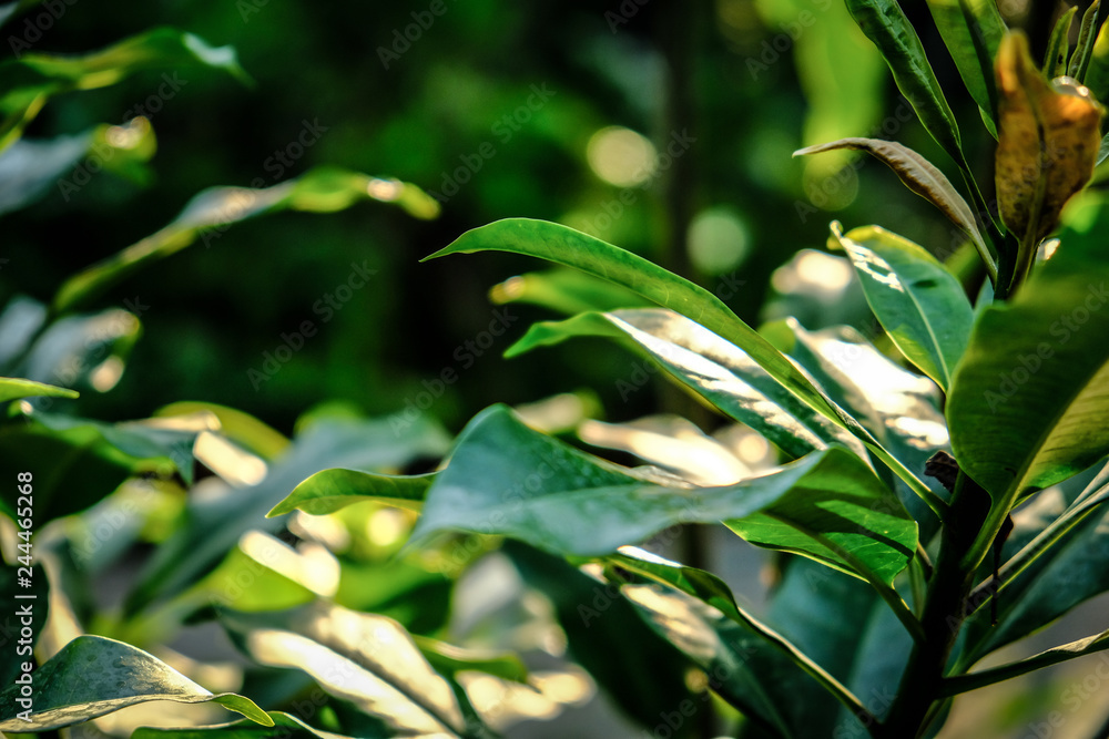 Fototapeta premium Green leaf texture. Leaf texture background