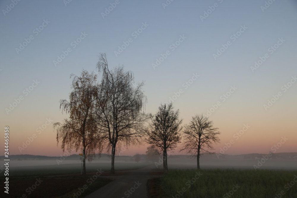 Fototapeta premium Nebellandschaft