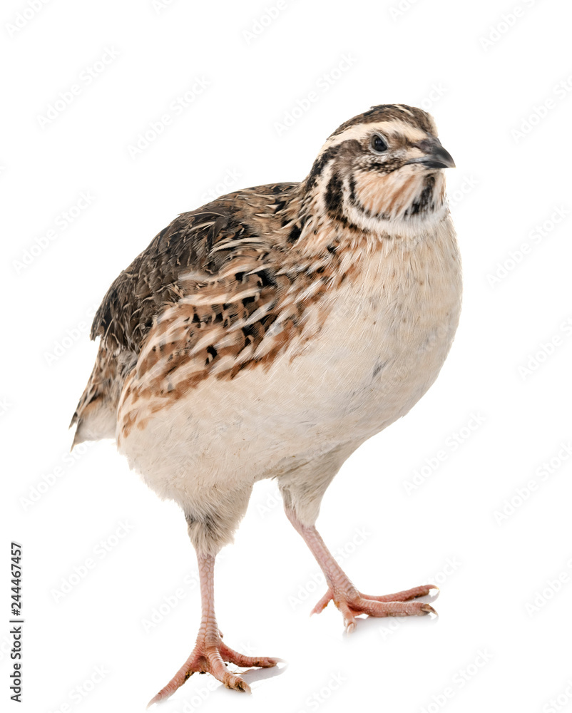 Fototapeta premium Japanese quail in studio