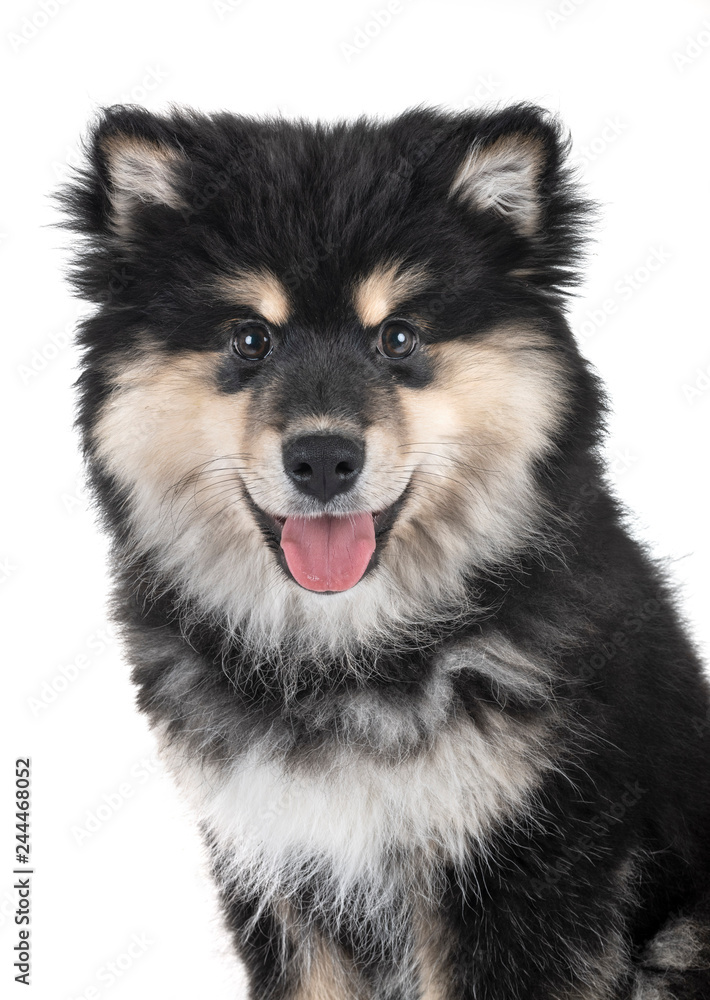 puppy Finnish Lapphund
