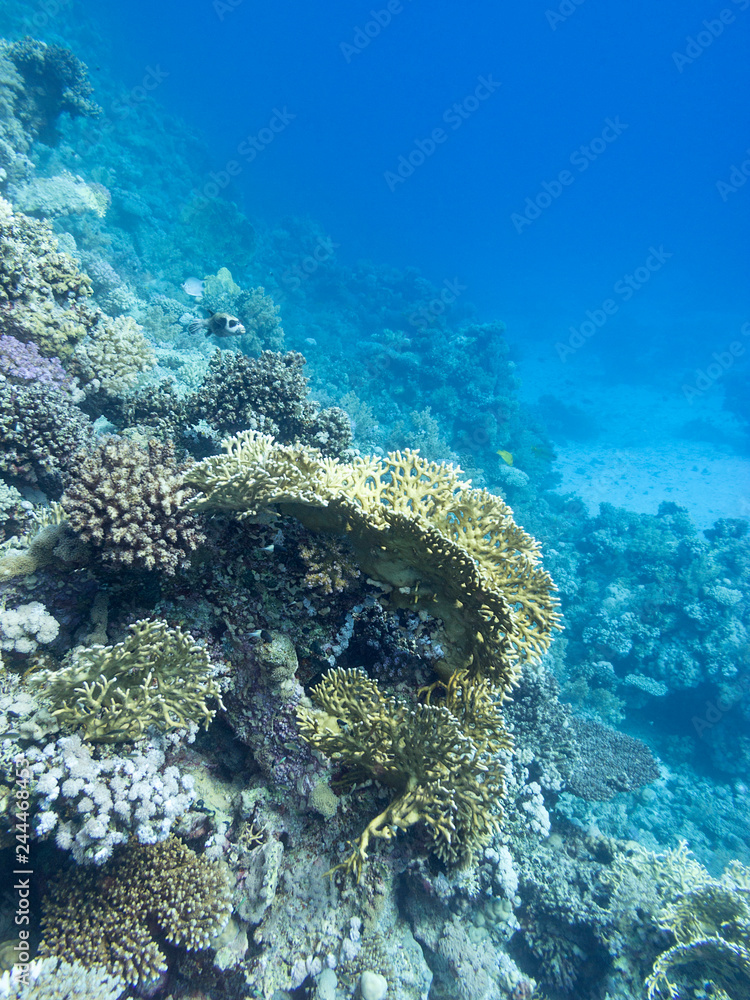 Fototapeta premium Colorful coral reef at the bottom of tropical sea, underwater landscape.