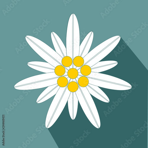 Fototapeta Naklejka Na Ścianę i Meble -  Edelweiss Flower Symbol Alpinism flat design icon Vector eps 10