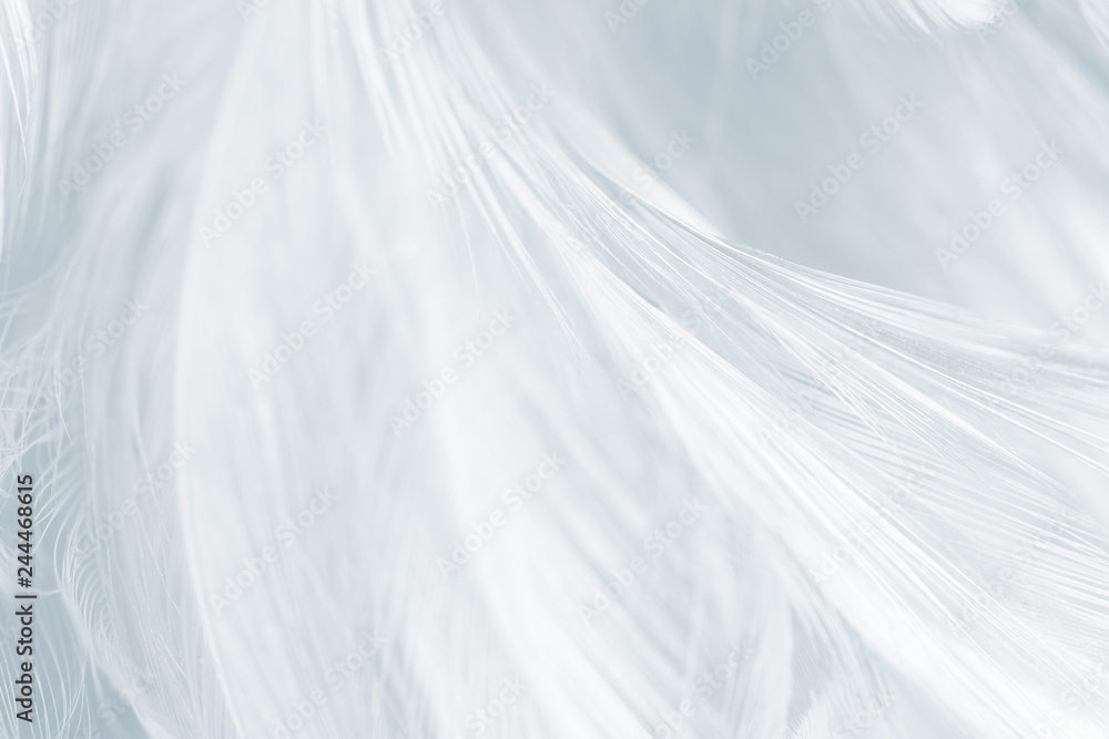 Obraz premium Beautiful white gray colors tone feather texture background