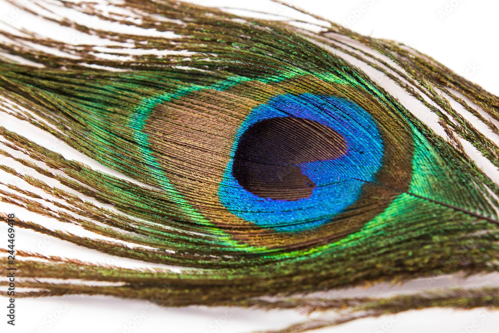 Obraz premium Peacock Feather on a White Background