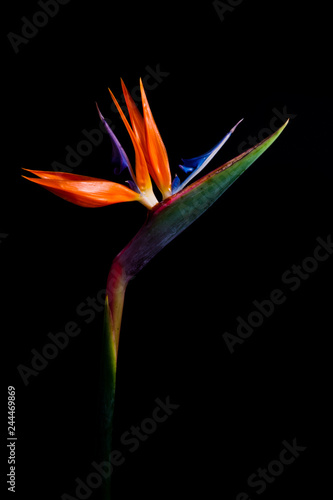 bird of paradise isolated on black background