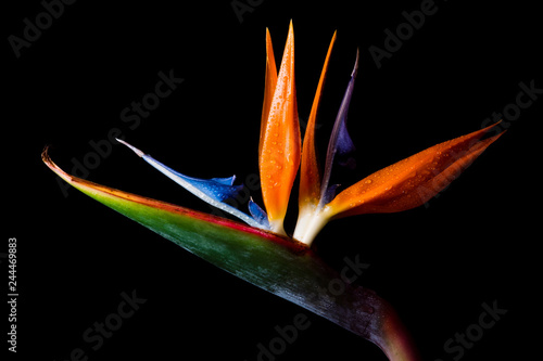 bird of paradise isolated on black background
