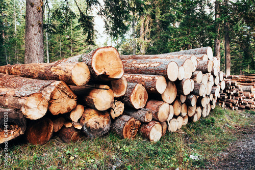Freshly harvested wooden logs stacked in a pile in the green forest