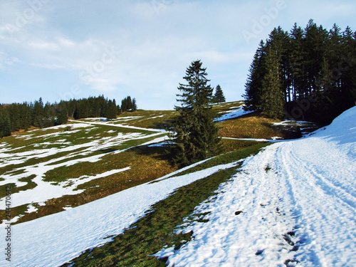 Trees and coniferous forests on the slopes of the Spitzli hill - Canton of Appenzell Ausserrhoden, Switzerland photo