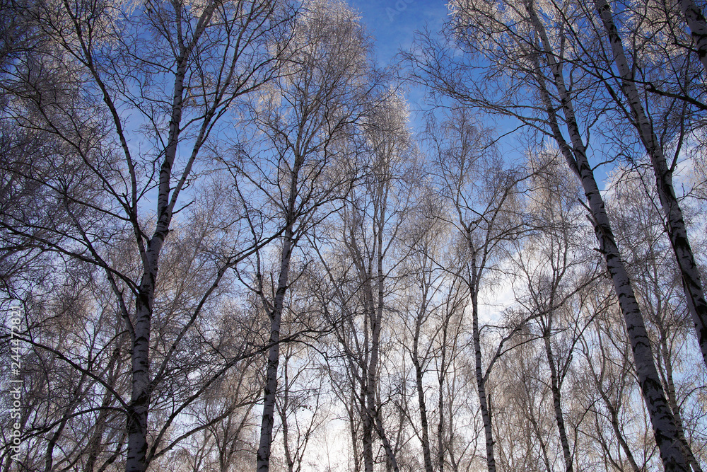 Landscape Winter Forest. Birch covered with snow and hoarfrost on a clear winter day Landscape Winter Forest. Birch covered with snow and hoarfrost on a clear winter day