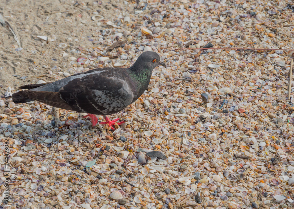 Obraz premium pigeon in the Bangsaen beach Thailand.