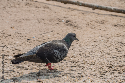 pigeon in the Bangsaen beach Thailand.