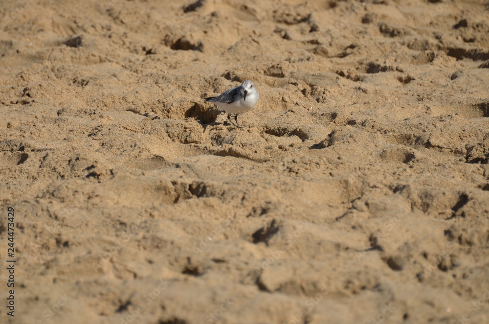 Uccelli sulla Spiaggia