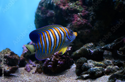 Colorful coral reef with fish and stone