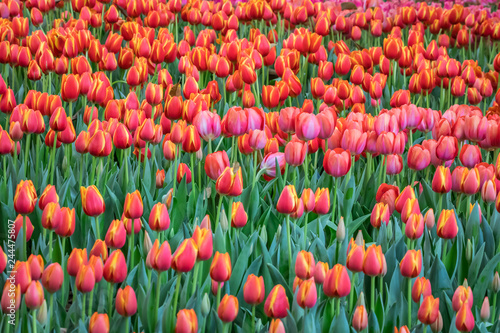 Colorful tulips flowers blooming in a garden. 