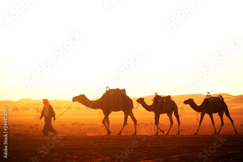 Caravan of camels in Sahara desert  Morocco