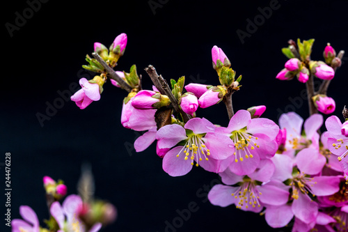 Spring blooming cherry flowers