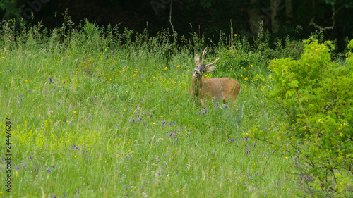 parco nazionale d Abruzzo