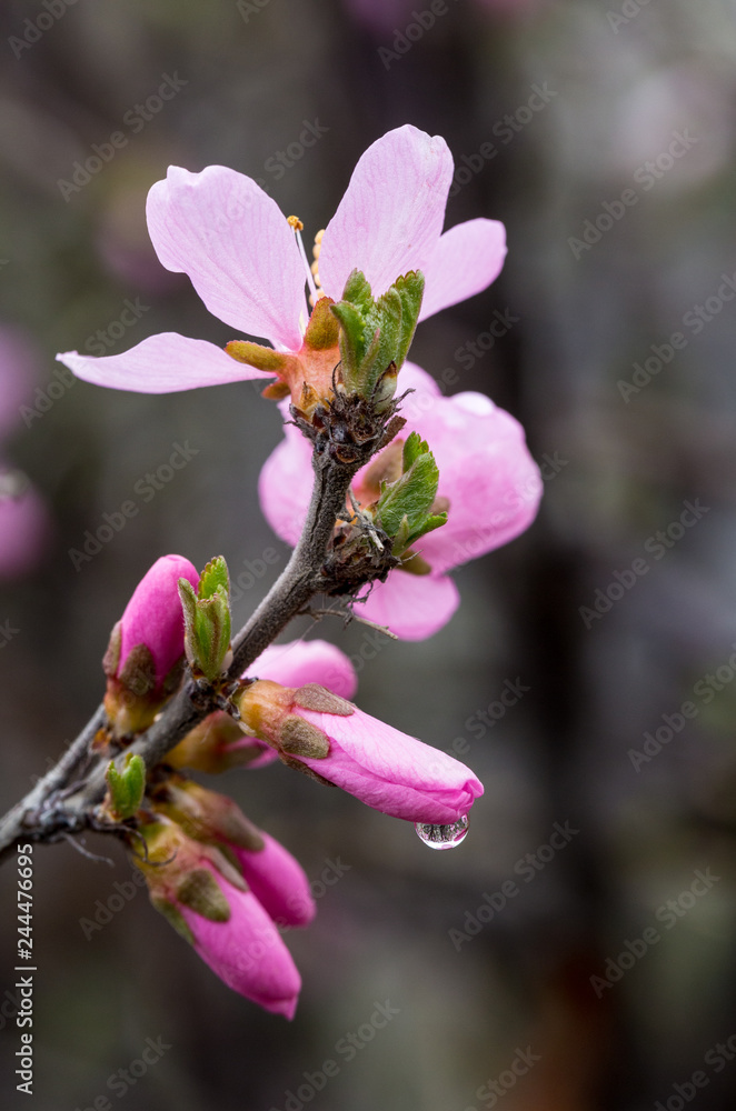 Obraz premium Spring blooming cherry flowers